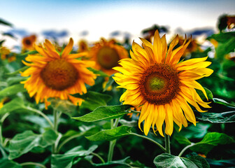 The Sunflower.