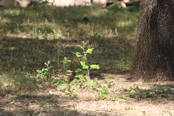 Flores y vegetación en el parque en primavera