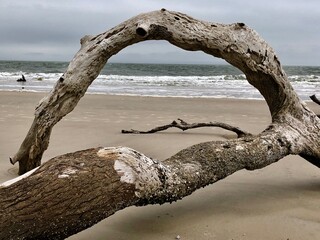 Driftwood