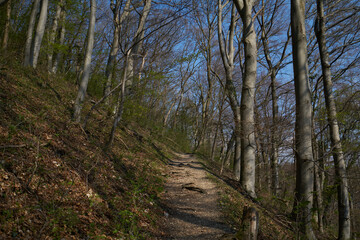 Green forest in germany with tall trees, sunny day in spring