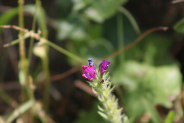 Flores y vegetación en el parque en primavera