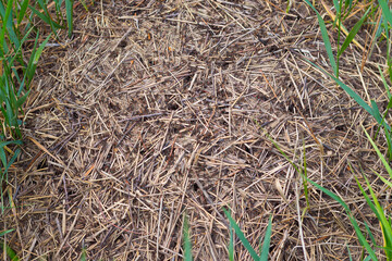 Ants in anthill wildlife texture.