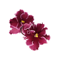 Violet flower close-up isolated on a white background