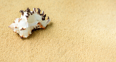 Fototapeta na wymiar Seashell on the sandy beach.Banner.Copy space for text