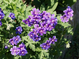 Géranium magnificum ou bec de grue à inflorescence spectaculaire en cymes bleu-violet soutenu et large feuillage vert franc du géranium vivace magnificum 