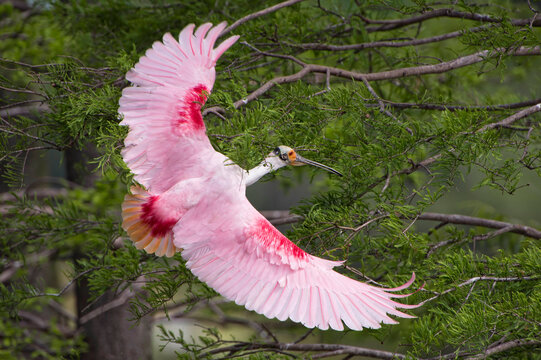 Roseate Spoonbill in Flight in Evangeline Parish Louisiana