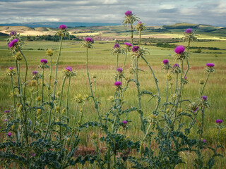 Pink milk thistle flowers - Silybum marianum, also known as Cardus marianus and sacred thistle, growing wild near Viana, Spain.