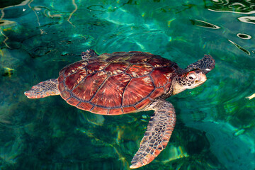 Green sea turtle swimming at the surface of the water