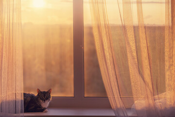 The cat is lying at the window with a beautiful sunset. The concept of isolation at home due to quarantine coronavirus