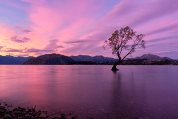 That Wanaka Tree at Sunset, Wanaka, South Island, New Zealand