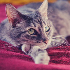 The cat with green eyes looks thoughtfully while lying on the red bed.