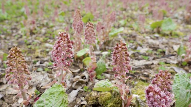 The pink flowers of the toothwort plants in the forest