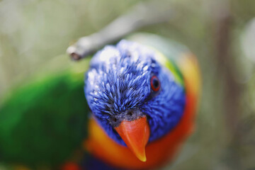 Loris Lories Papagei