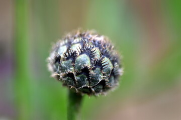 Knospe einer Skabiosen-Flockenblume