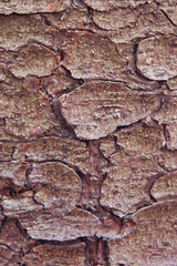 Texture of cracked pine bark. Background of old tree bark, close-up