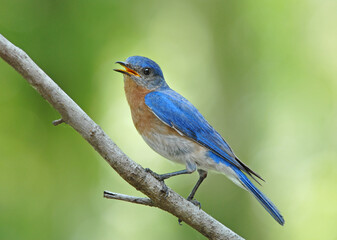 Fototapeta premium Male Eastern Bluebird Perched on Diagonal Branch Against Soft Green Background