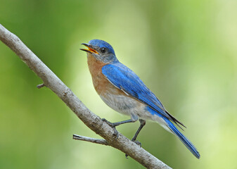 Male Eastern Bluebird Perched on Diagonal Branch Against Soft Green Background