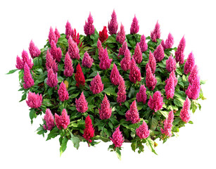pink flowers bush; Celosia argentea or Cockscomb in round shape and isolated on white background. 