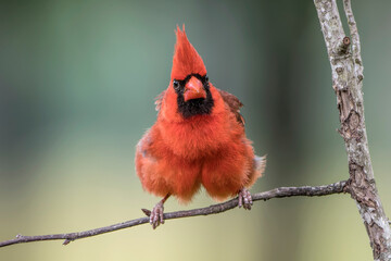 Frontal View of Male Northern Cardinal All Fluffed Up