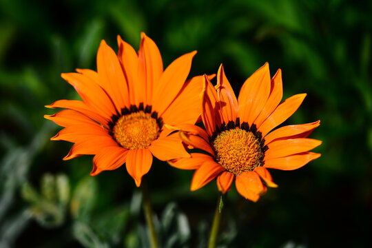 orange flowers parship