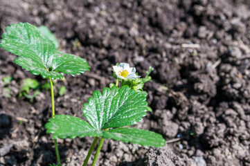 strawberry bush with flower on the garden bed.