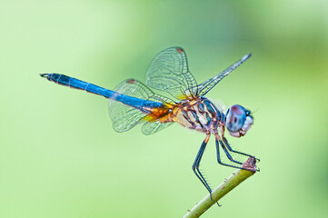 Macro Image of Male Blue Dasher Dragonfly Perched on Twig