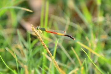 Red dragonfly picture beautiful pictures close up on plant leaf, animal insect macro, nature garden park background