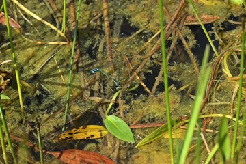 Paar der Hufeisen-Azurjungfer (Coenagrion puella) bei der Eiablage.