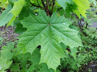 Young green wet maple leaves close-up.