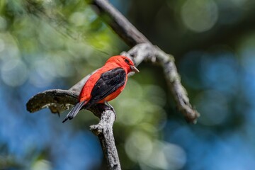 Scarlet Tanager Perched in Tree During Spring Migration in Grand Isle Louisiana