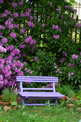 Pink  wooden bench with pink purple flowers of a Rhododendron shrub (Rhododendron roseum elegans) in the background.