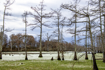 Tree in Louisianan bayou