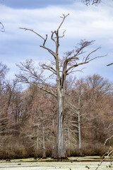 Tree in Louisianan bayou
