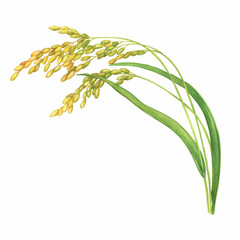 Branch of the rice plant with leaves and grains (Oryza sativa, Asian rice). Watercolor hand drawn painting illustration isolated on a white background.