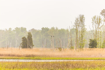 Osprey perched in a tree.