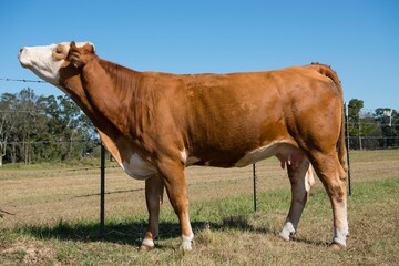 Red Simmental Cow In Enclosed Grazing Pasture in South Central Louisiana