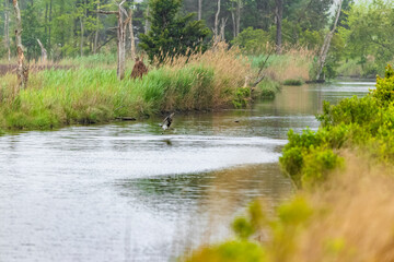 Osprey bird diving for food.