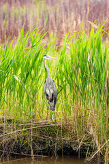 Heron looking for food by a water inlet.