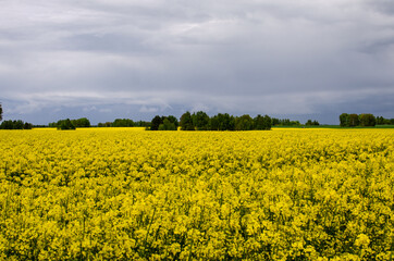A field of beautiful spring golden rape flower with beautiful clouds. Rapeseed is a plant for the green industry.
