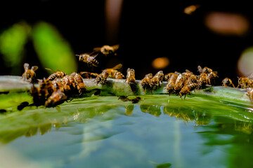 bee swarm drinks water from a bucket. selective focus