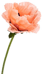 Flower of rose poppy, lat. Papaver, isolated on white background