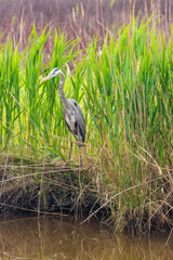 Heron looking for food by a water inlet.