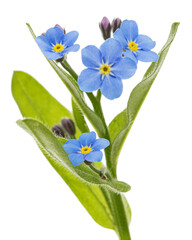Blue flower of forget-me-not, lat. Myosotis arvensis, isolated on white background
