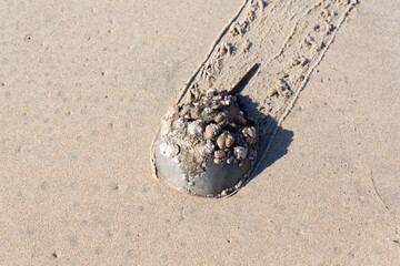 Horseshoe crab on beach.