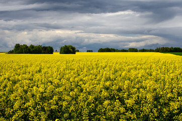 Fototapeta premium Yellow rapeseed field in spring and beautiful clouds on a blue sky