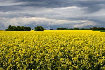 Yellow rapeseed field in spring and beautiful clouds on a blue sky