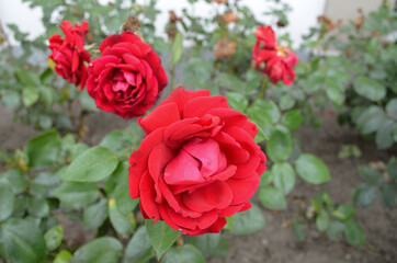 Red rose flowers in roses garden