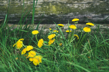 Spring, yellow dandelion flowers on a wooden wall background of a village house.