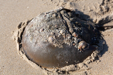 Horseshoe crab on beach.