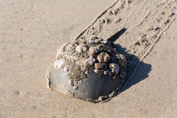 Horseshoe crab on beach.